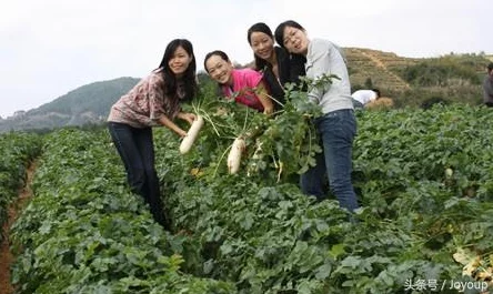 二人世界拔萝卜广告：传闻男主角与女主私下关系暧昧，拍摄现场频频互动引发热议！