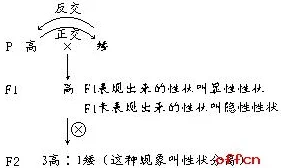 探寻阿律的笛子所在之处：详细情况与位置解析