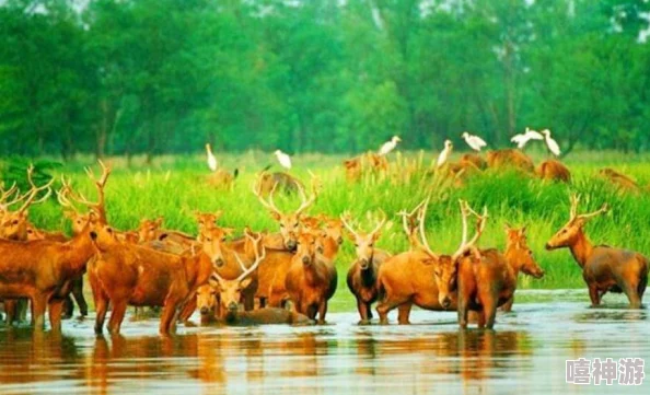 步云鹿背景：深入了解这一神秘生物的生态习性、栖息环境及其在文化中的象征意义与重要性