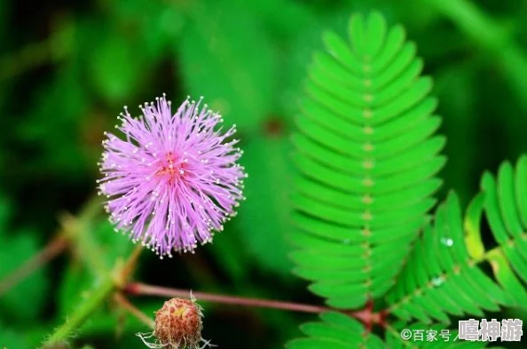 含羞草品种盘点含羞草四大品种已盘点两种还剩两种敬请期待