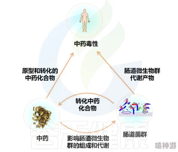 药引研究发现特定肠道菌群或可作为某些中药的药引提升药效