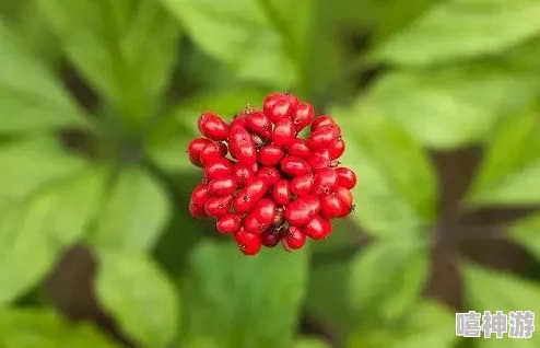 血人参：探秘神秘植物的传说与功效