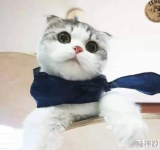 小森生活猫咪都有哪些衣服？怎么给猫咪换装？